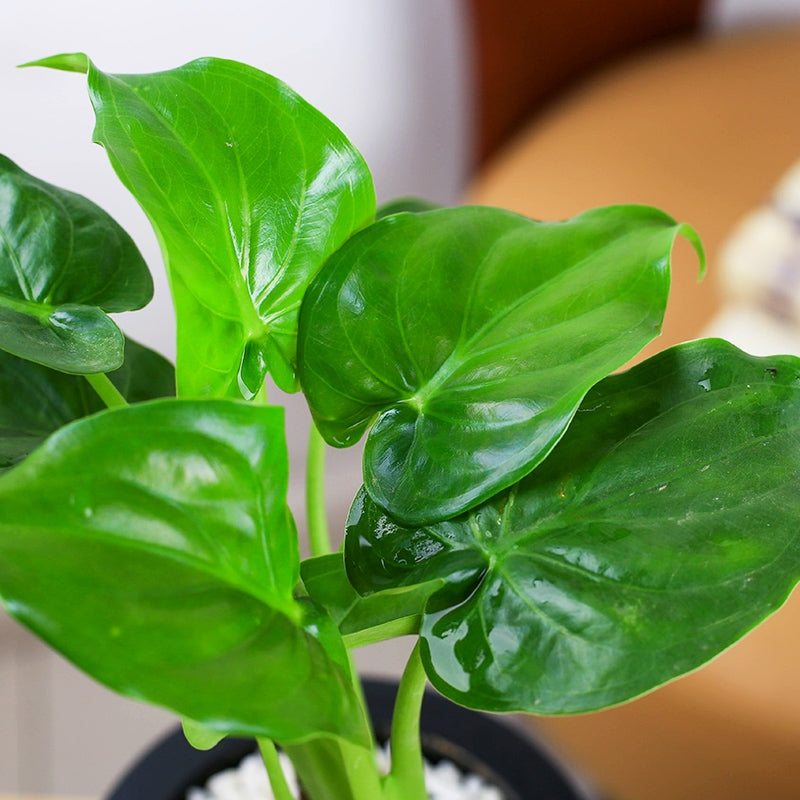 philodendron cucullata Alocasia cucullata for Sale