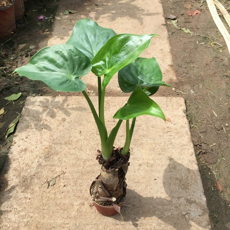 philodendron cucullata Alocasia cucullata