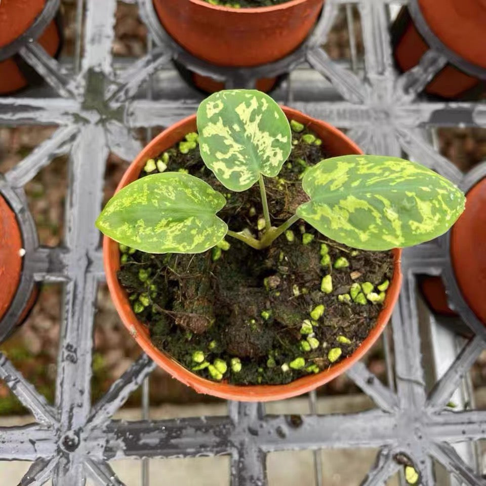 Caladium praetermissum' Hilo beauty '