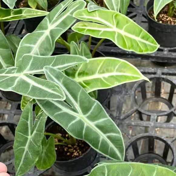 Alocasia longiloba  sp. Sulawesi