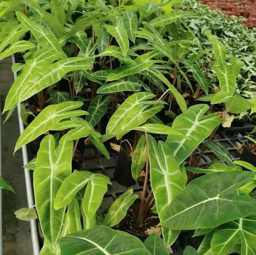 Alocasia longiloba  sp. Sulawesi