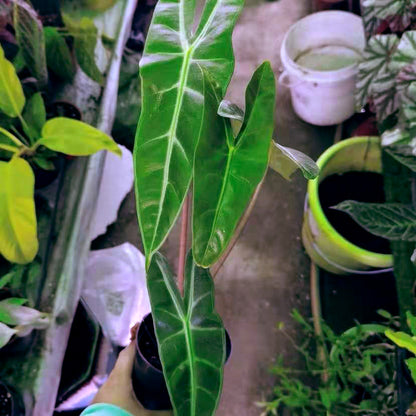 Alocasia longiloba  sp. Sulawesi