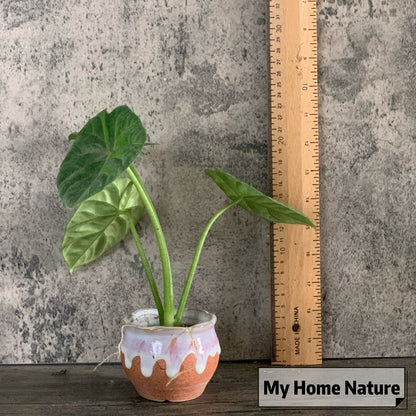 Alocasia Mirror Face ( Alocasia Sinuata )