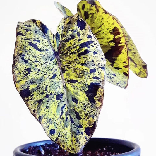 Colocasia esculenta 'Mojito'