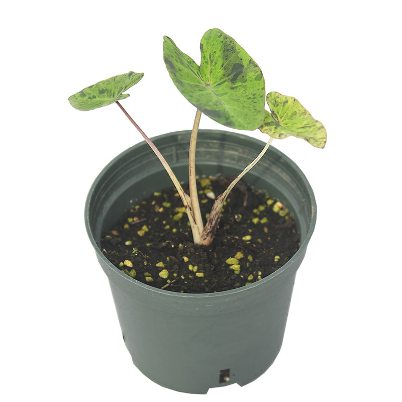 Colocasia esculenta 'Mojito'