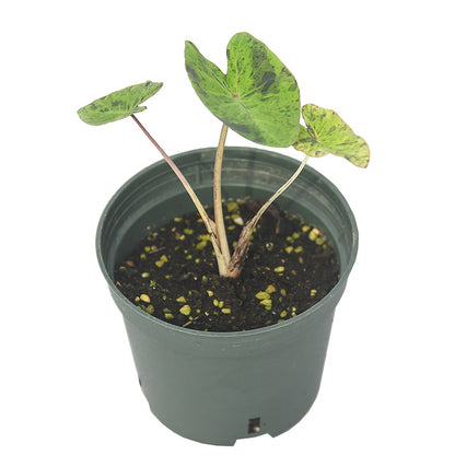 Colocasia esculenta 'Mojito'