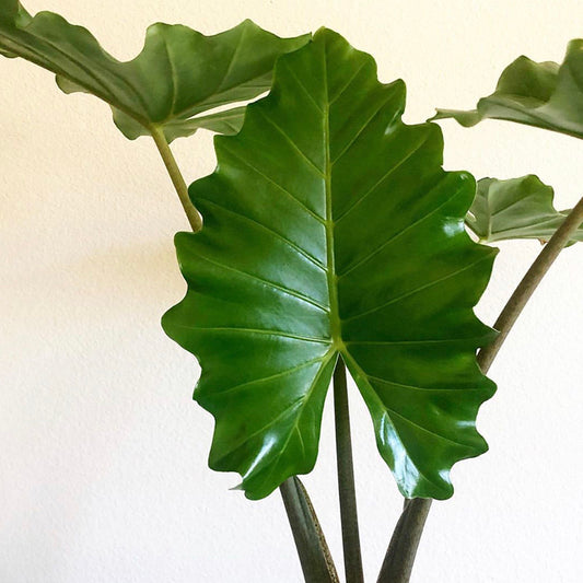 Elephant Ear(Alocasia Portora)