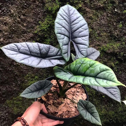 Alocasia reginae