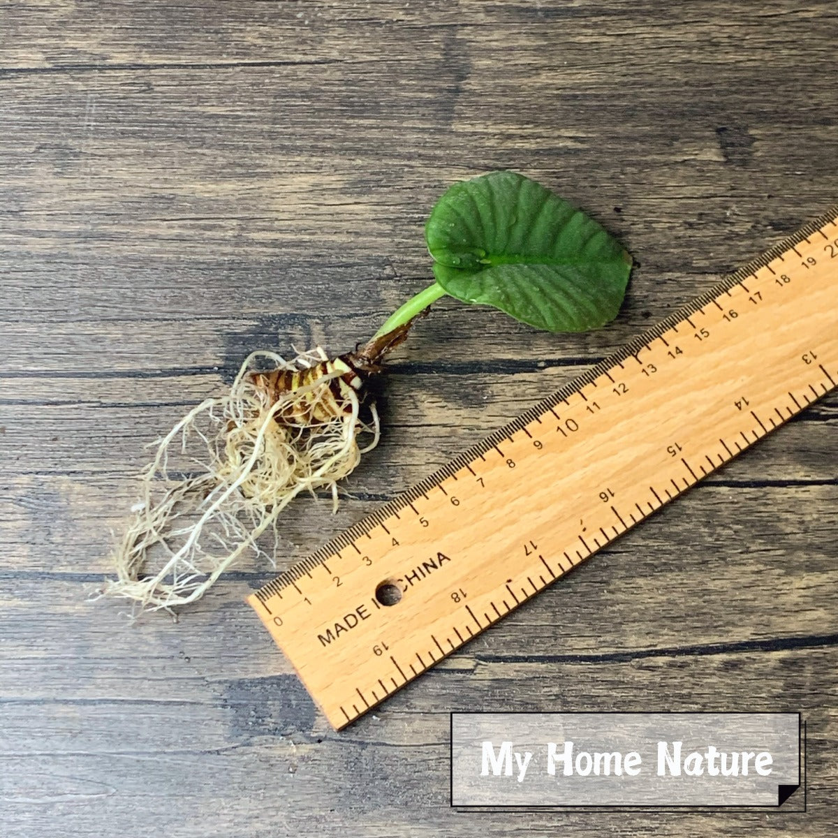 Alocasia reginae