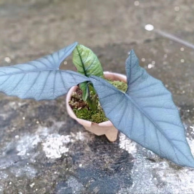 Alocasia reginae