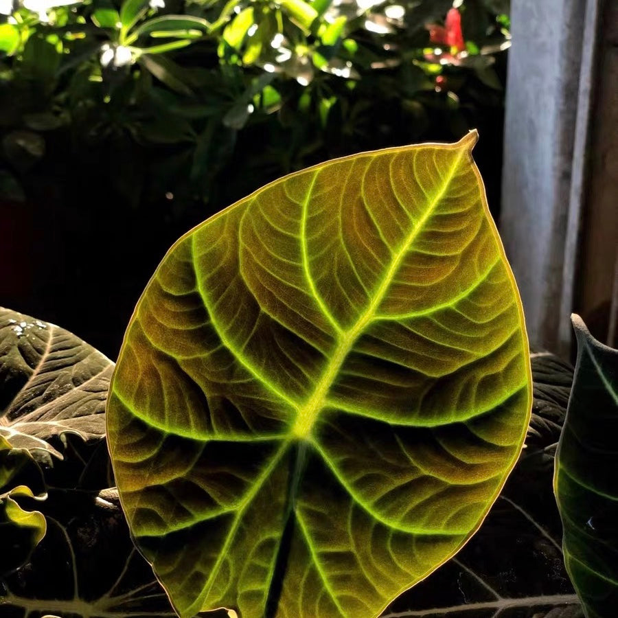 Alocasia reginula ‘ Black Velvet ’