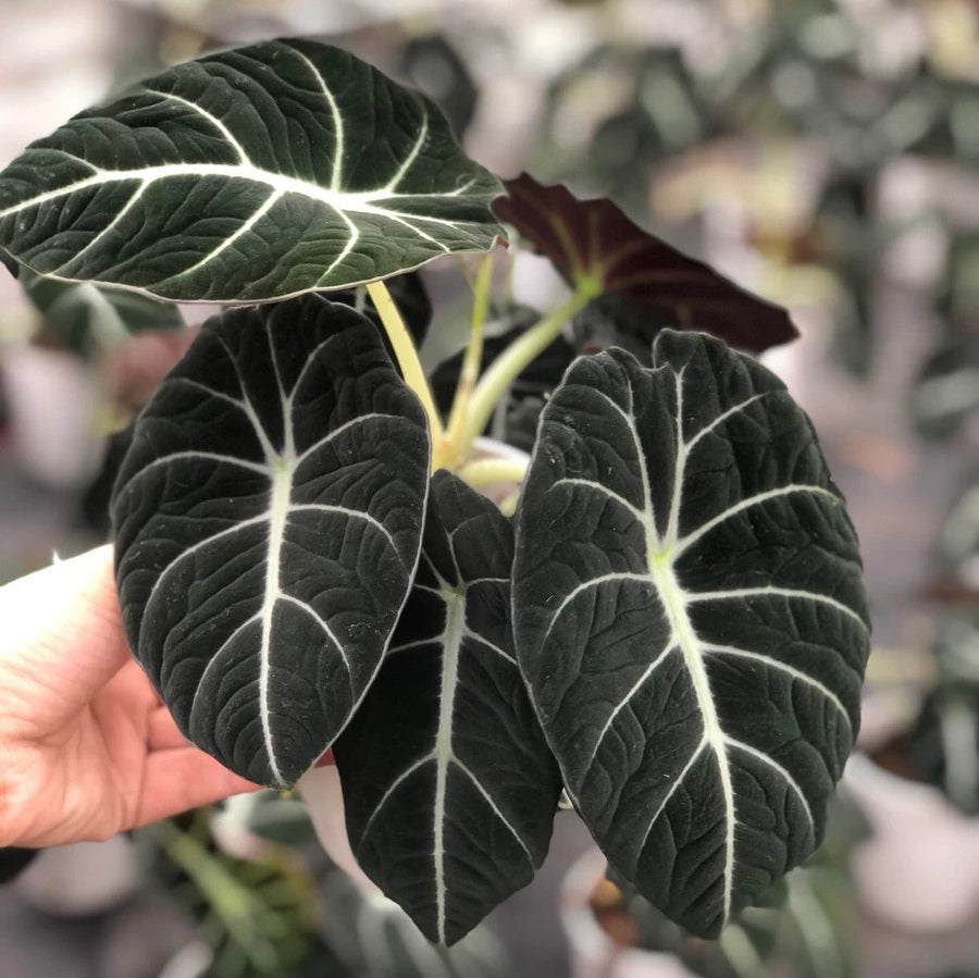 Alocasia reginula ‘ Black Velvet ’