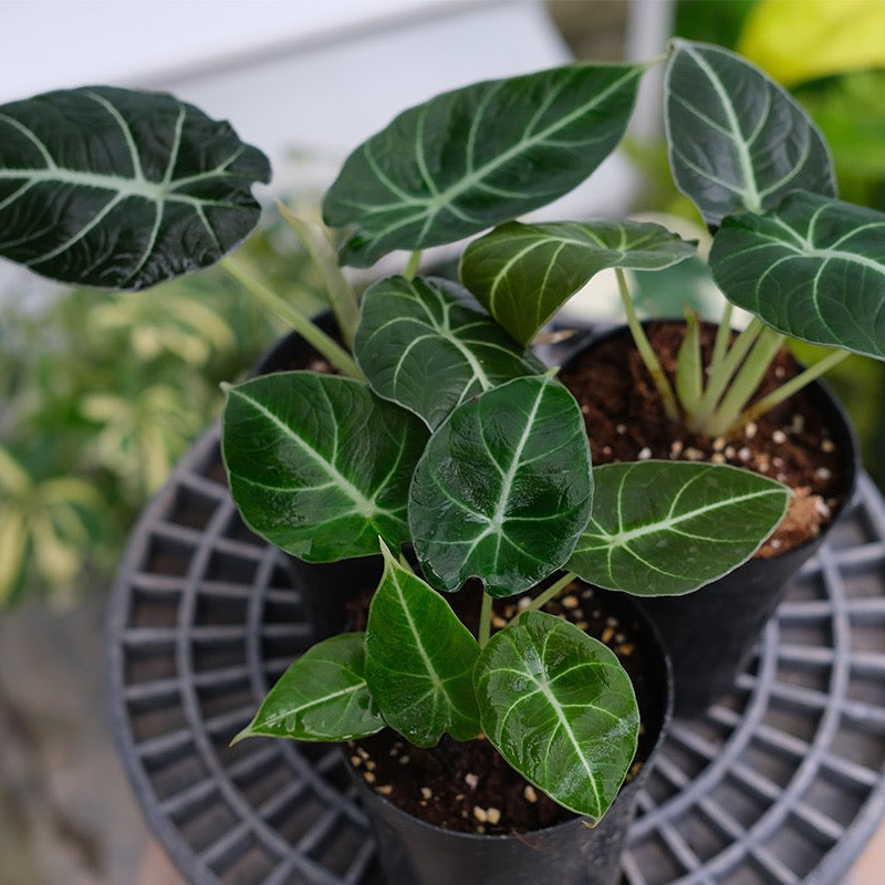 Alocasia reginula ‘ Black Velvet ’