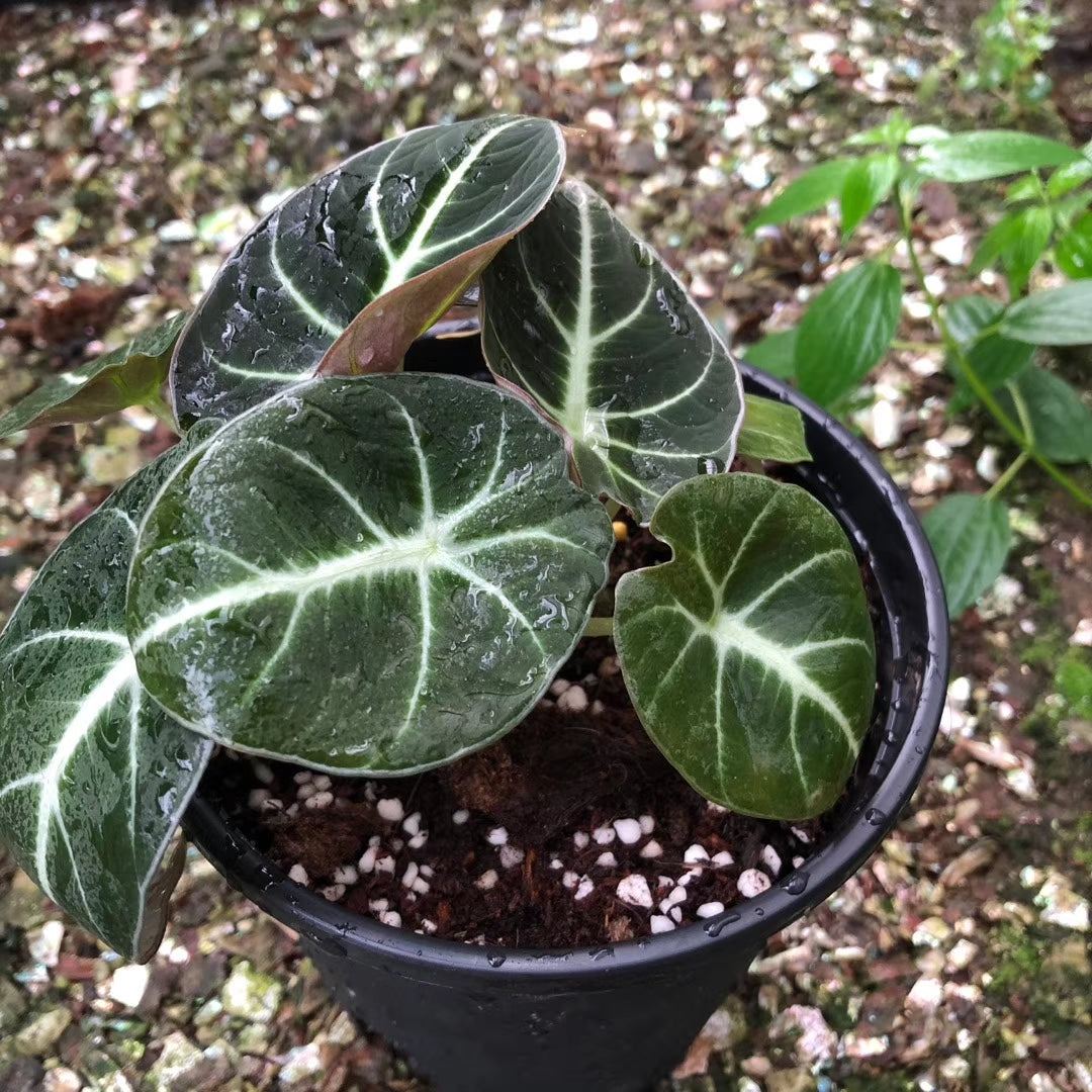 Alocasia reginula ‘ Black Velvet ’