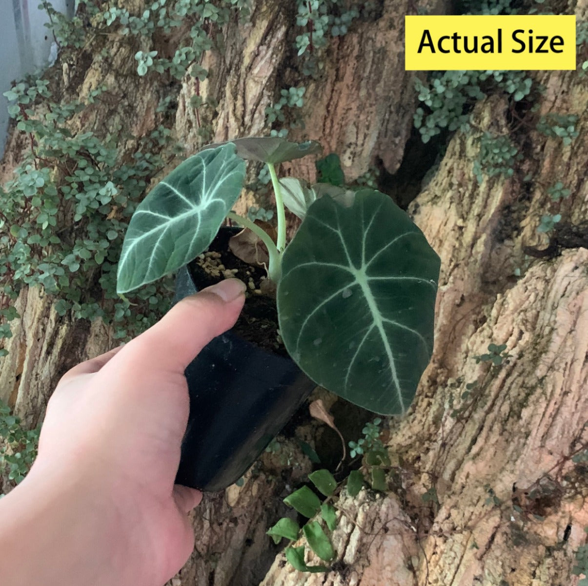 Alocasia reginula ‘ Black Velvet ’