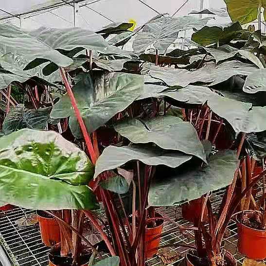 Alocasia sarawakensis ‘Yucatan Princess’