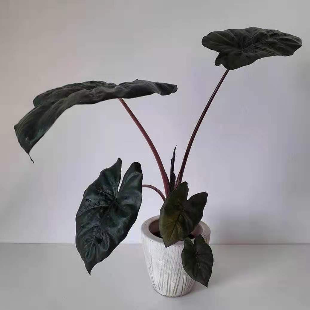 Alocasia sarawakensis ‘Yucatan Princess’