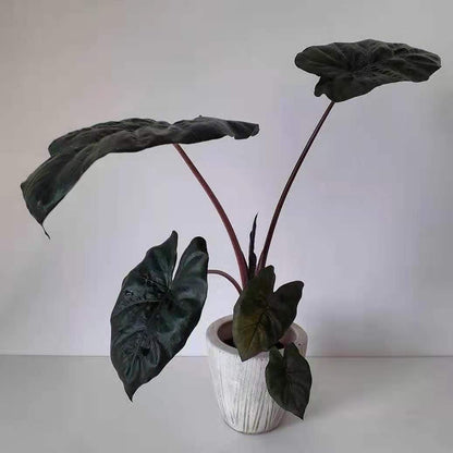 Alocasia sarawakensis ‘Yucatan Princess’