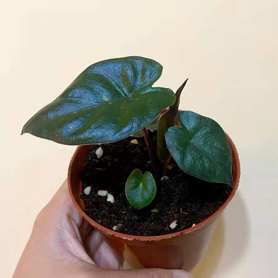 Alocasia sarawakensis ‘Yucatan Princess’