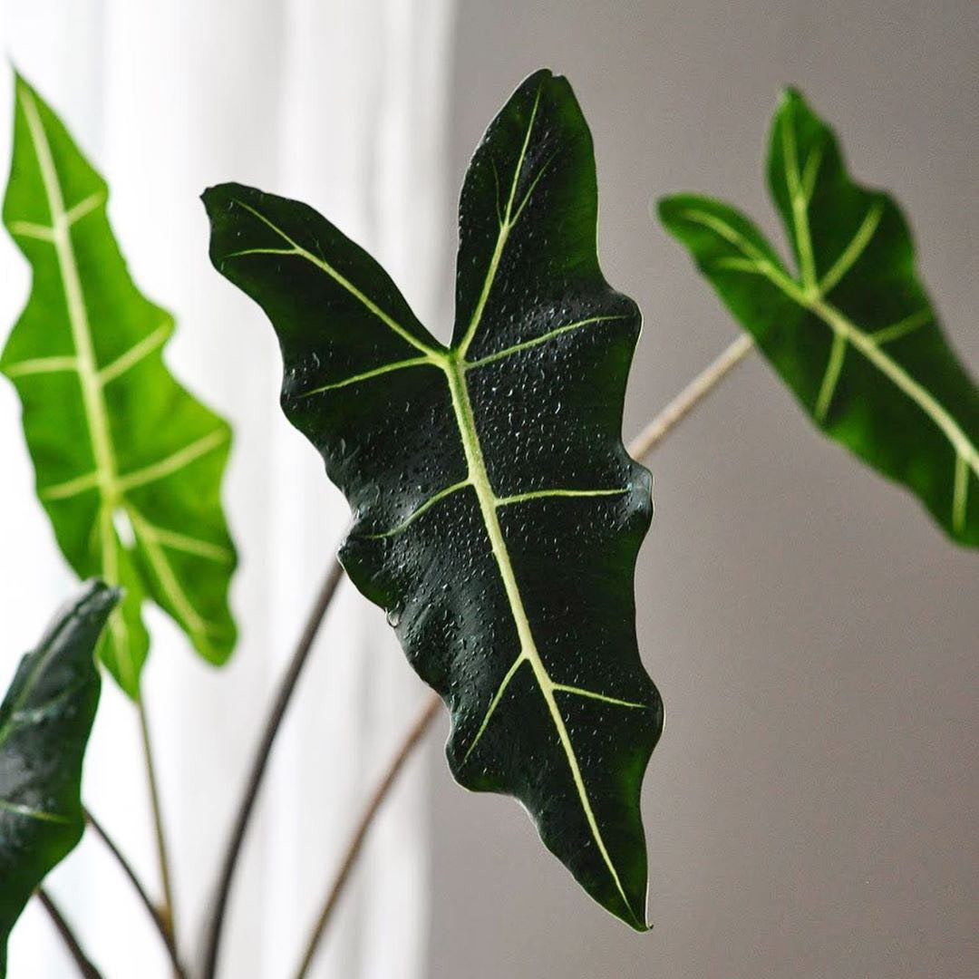 Alocasia ' Sarian '