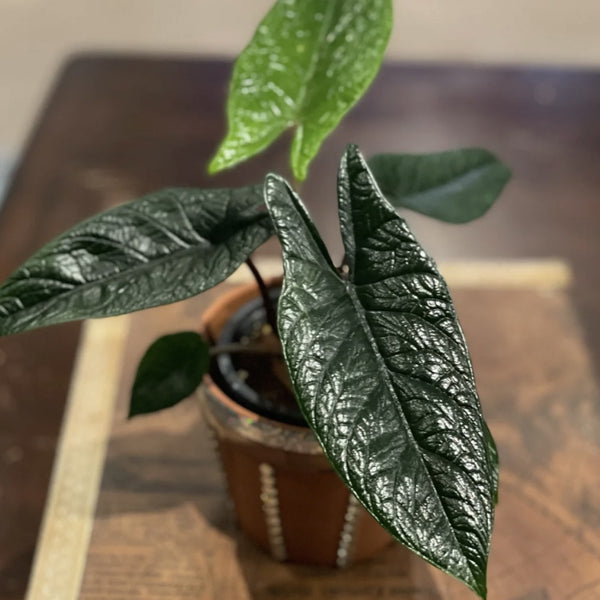 Alocasia scalprum