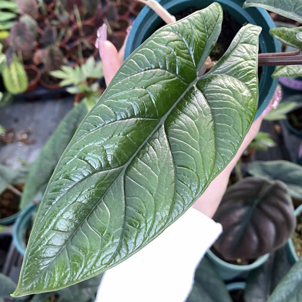 Alocasia scalprum