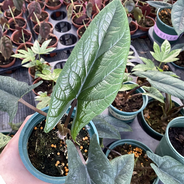 Alocasia scalprum