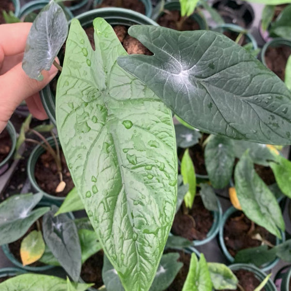 Alocasia scalprum