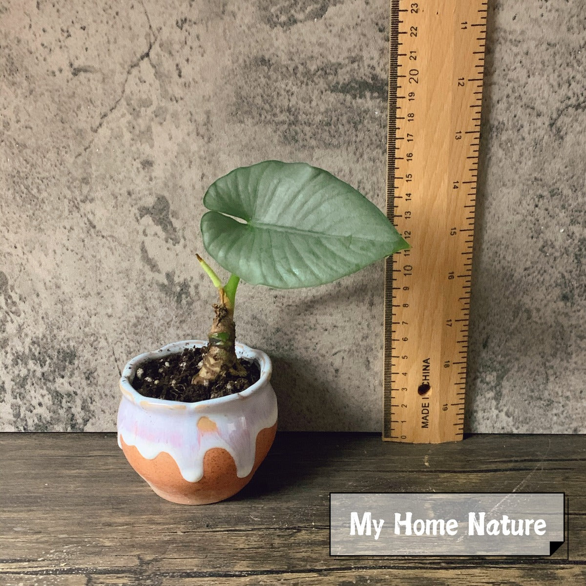 Alocasia zamrud