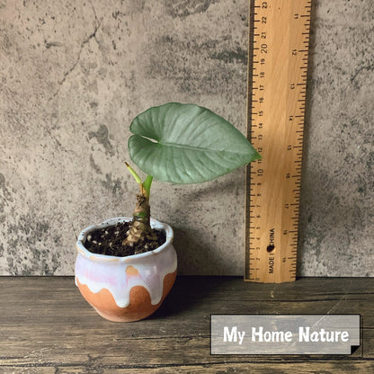 Alocasia zamrud