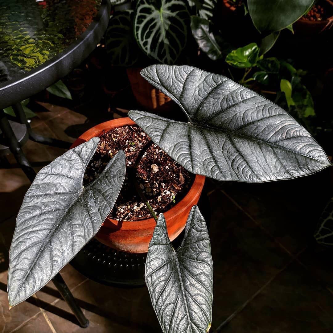 Alocasia zamrud