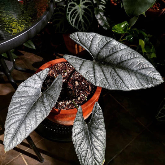 Alocasia zamrud