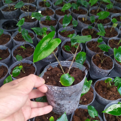 Alocasia zebrina