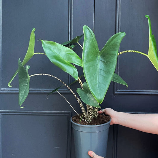 Alocasia zebrina