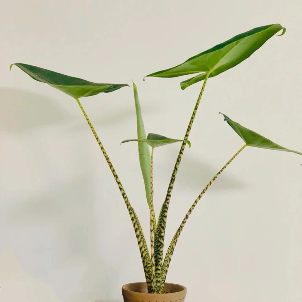 Alocasia zebrina