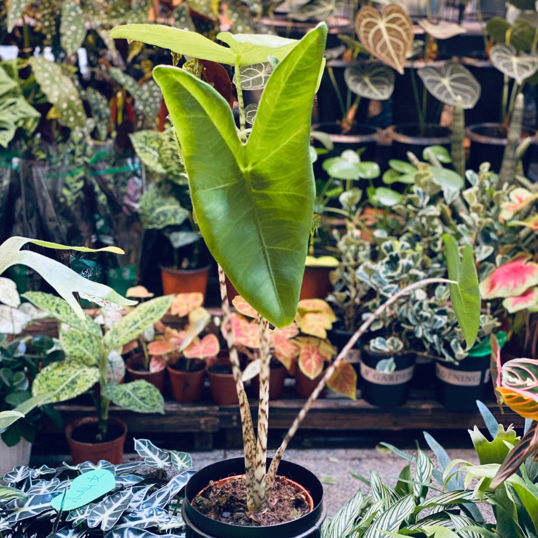 Alocasia zebrina