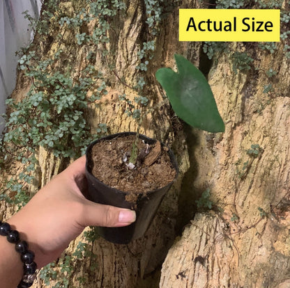 Alocasia zebrina