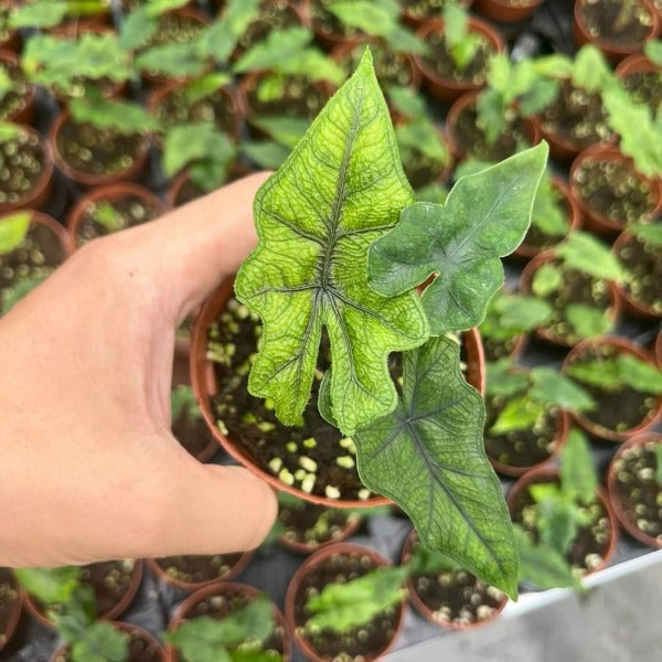 Alocasia Jacklyn（Alocasia sulawesi Sp.）