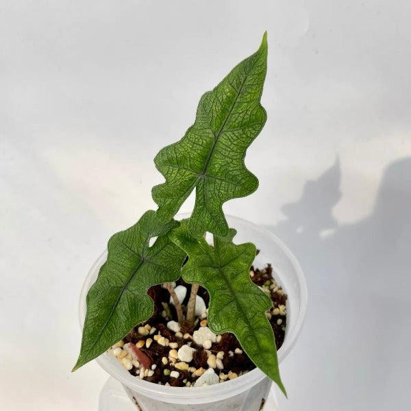 Alocasia Jacklyn（Alocasia sulawesi Sp.）