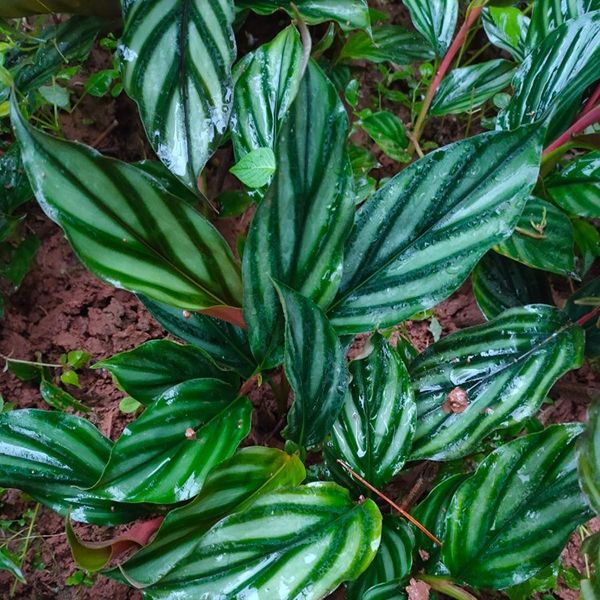 Alpinia pumila