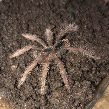 Amazon Blue Bloom Tarantula (Xenesthis intermedia)
