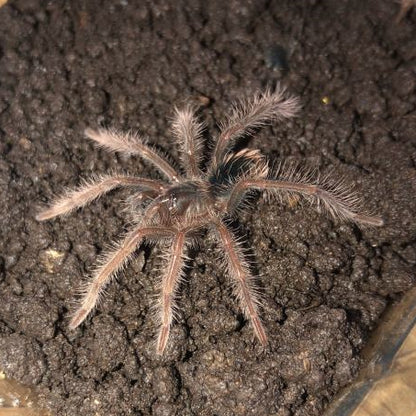 Amazon Blue Bloom Tarantula (Xenesthis intermedia)