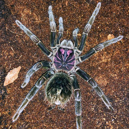 Amazon Blue Bloom Tarantula (Xenesthis intermedia)
