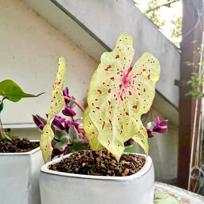 Angel wing (Caladium 'Miss Muffet')