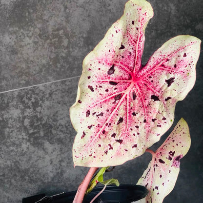 Angel wing (Caladium 'Miss Muffet')