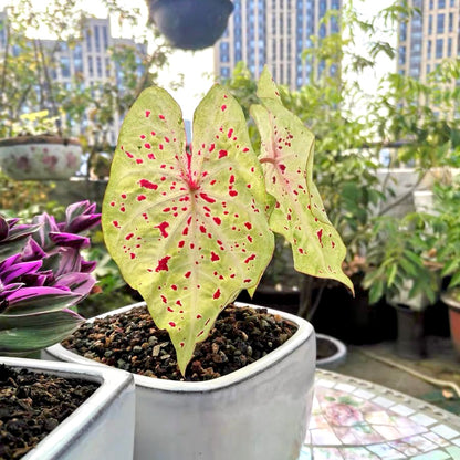 Angel wing (Caladium 'Miss Muffet')