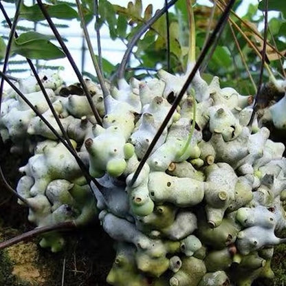 Ant fern (Lecanopteris deparioides)