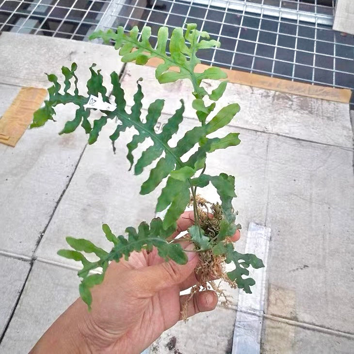 Ant fern (Lecanopteris deparioides)