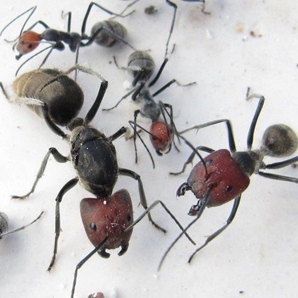Ant colony camponotus singularis for Sale | My Home Nature