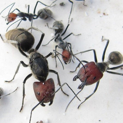 Ant colony camponotus singularis